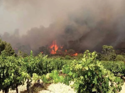 Incendies : la vigne est-elle en danger ?