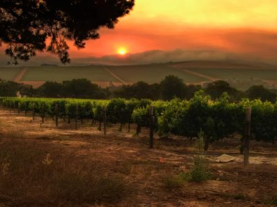 Incendies en Gironde: pas d'inquiétude concernant l'impact des fumées sur le vin
