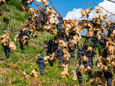 "Le raisin est en train de dépérir" : partout en France, la sécheresse pèse sur 